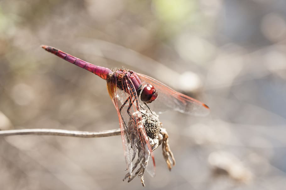 insect, fly, wing, dragonfly, red, macro, detail, beautiful HD wallpaper