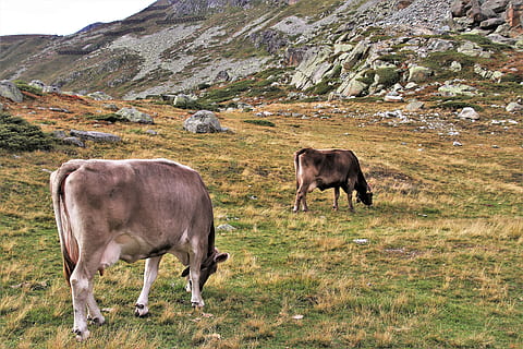 cows, two, alpine, high, julierpass, mountains, the silence HD wallpaper