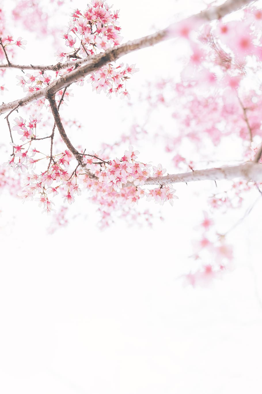 pink flowers, plant, pink color, tree, blossom, flowering plant HD wallpaper