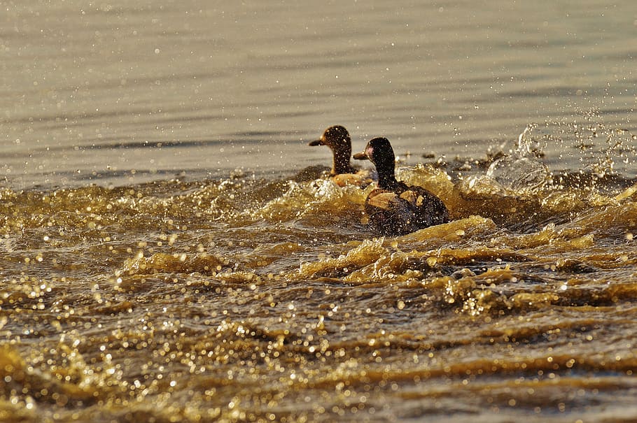 Black Duck, animals, birds, ducks, lake, plumage, splash, water HD wallpaper
