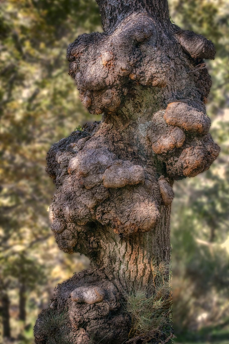 trunk, tree, nature, wood, forest, pattern, focus on foreground HD wallpaper