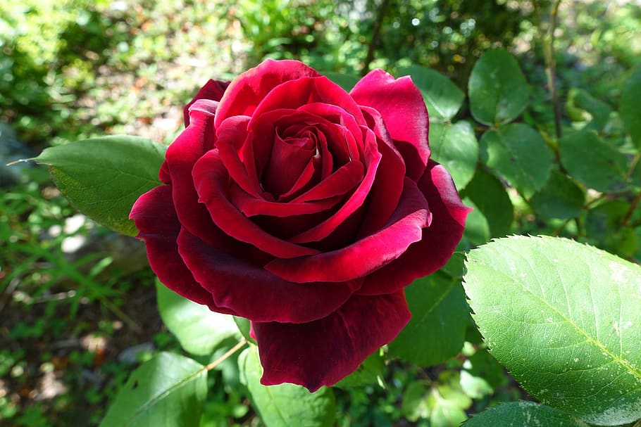 rose, red, flower, bloom, blossom, plant, petals, love, romance HD wallpaper