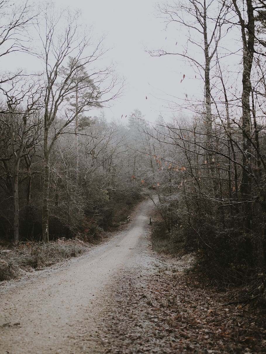 bare trees near road, the way forward, direction, plant, nature HD wallpaper