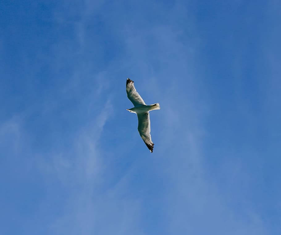 bird, blue, flying, dom, high, nature, peace, scene, sky, symbol HD wallpaper