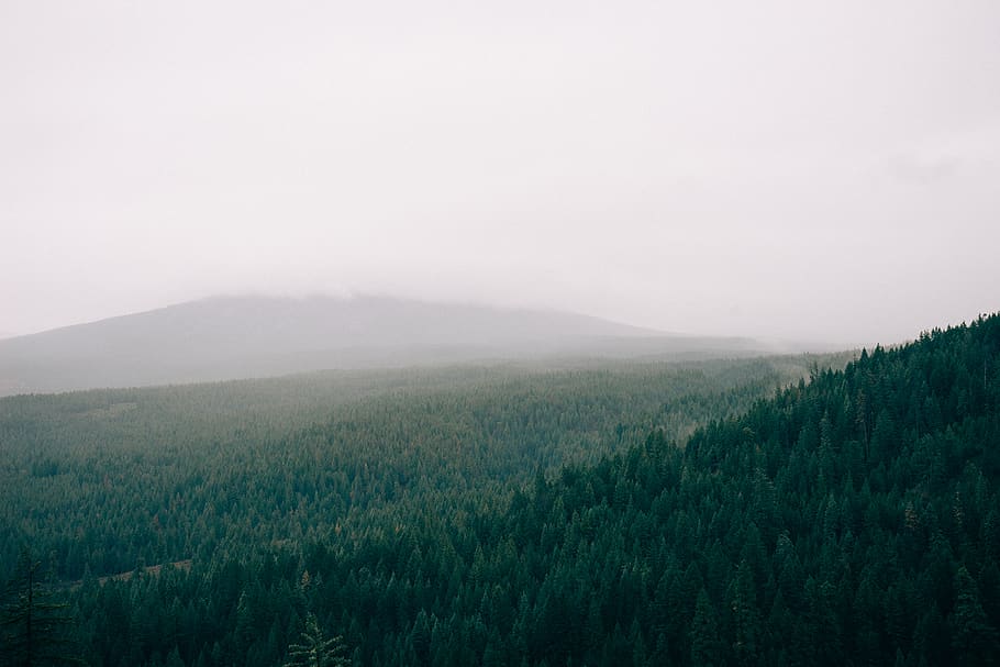 Pine Trees Filled Mountain, aerial, forest, plant, environment HD wallpaper