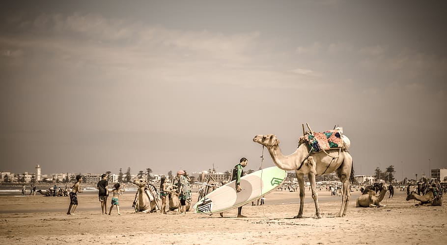 morocco, essaouira, paddle surf, africa, contrast, camel, beach