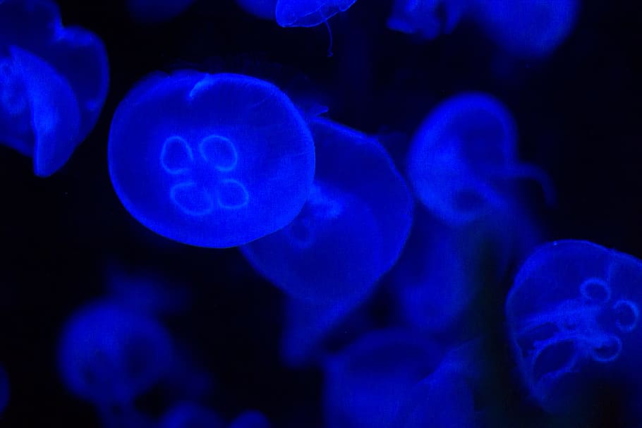 blue jellyfish, water, underwater, black, contrast, neon, glow, HD wallpaper