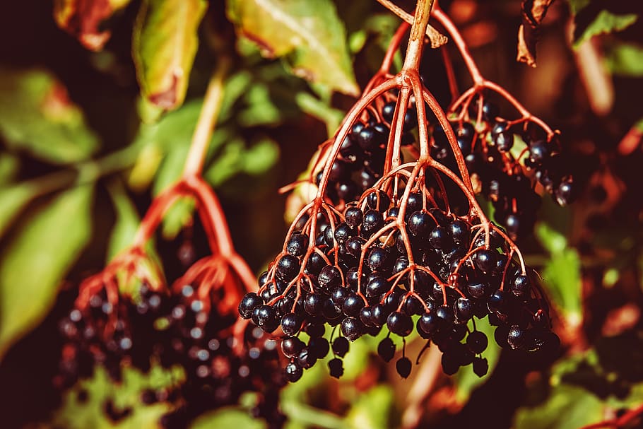 elder, sambucus, berries, elderberries, vitamins, fruits, cure HD wallpaper