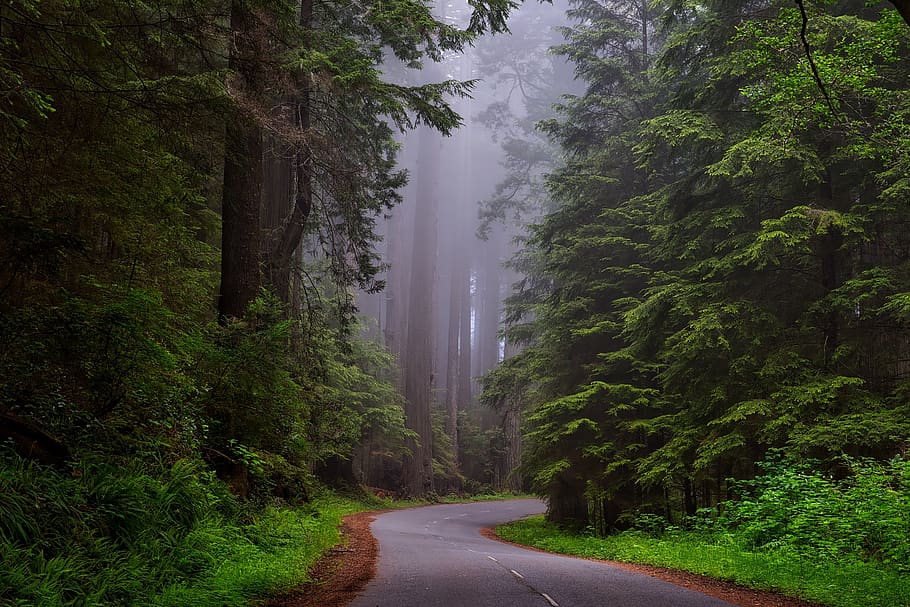 Hallway Between Tree at Daytime, fog, forest, mist, road, scenic HD wallpaper