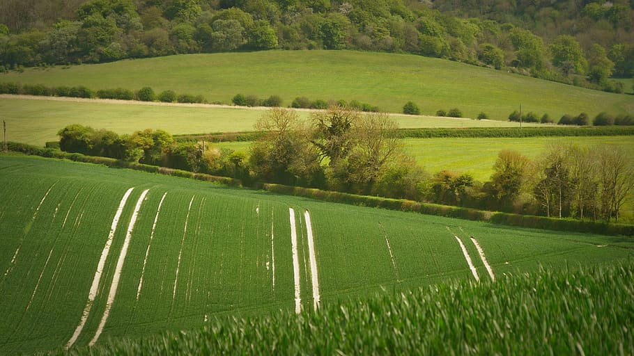 united kingdom, plant, landscape, green color, environment HD wallpaper
