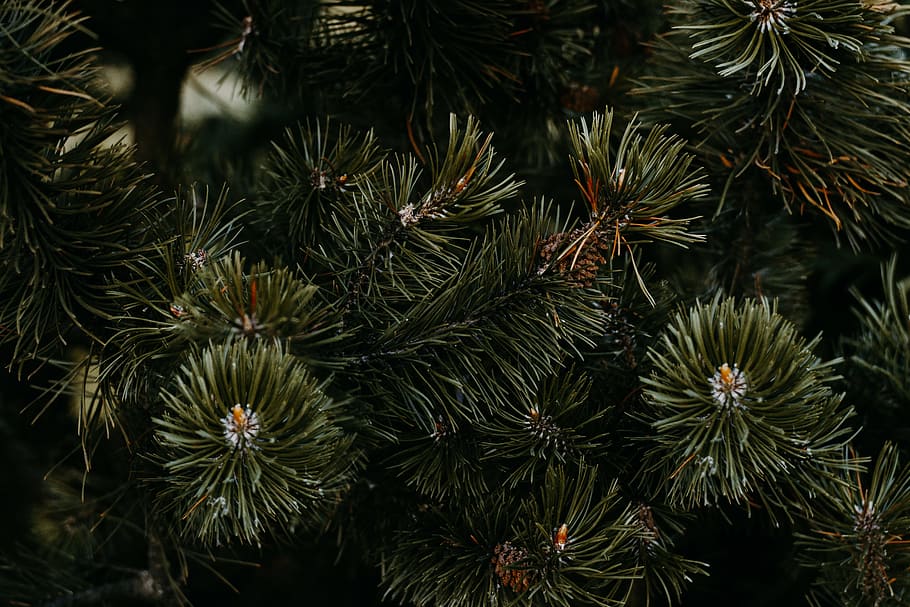 Closeup Photo of Pine Tree, close-up, colors, environment, evergreen HD wallpaper