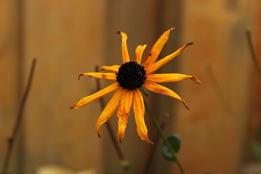 wallpaper, backround, fall, autumn, yellow, sunflower, decaying HD wallpaper