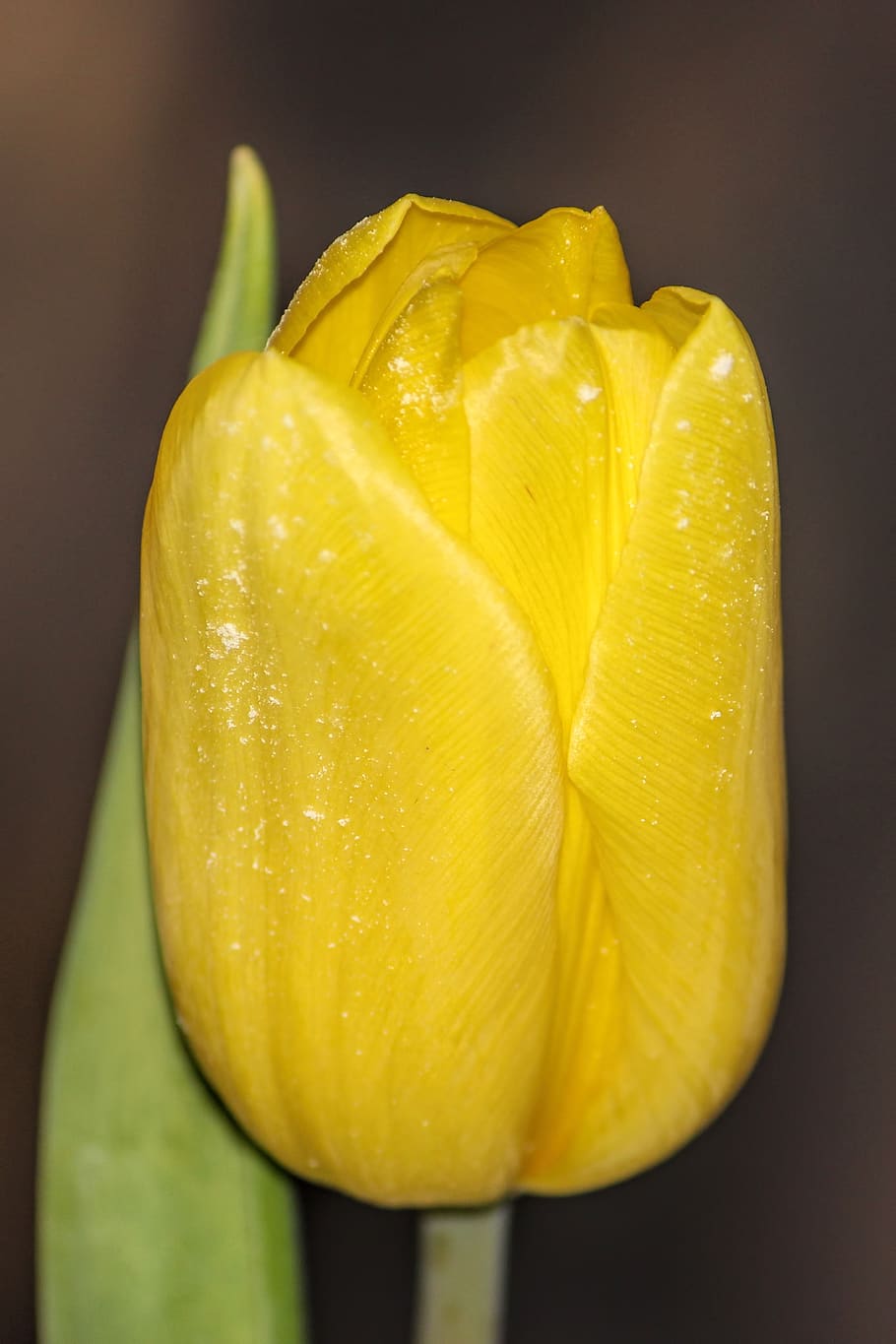 tulip, yellow, blossom, bloom, flower, food and drink, freshness