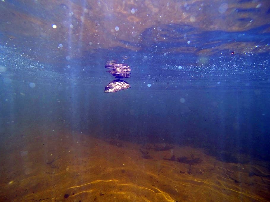 nature, wallpaper, water, underwater, sea, swimming, animal themes HD wallpaper