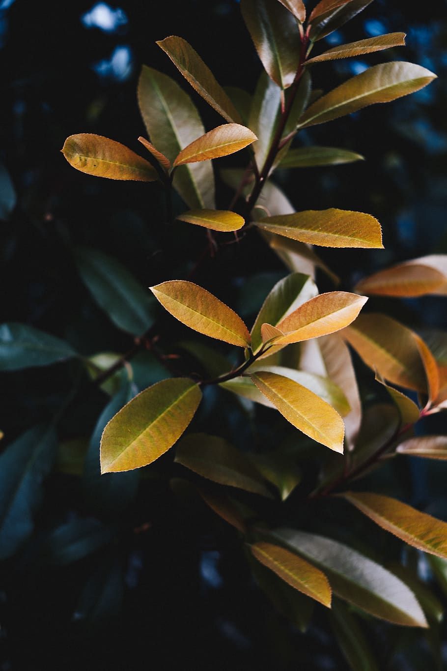 brown leaf, plant, blossom, flower, veins, acanthaceae, tree HD wallpaper