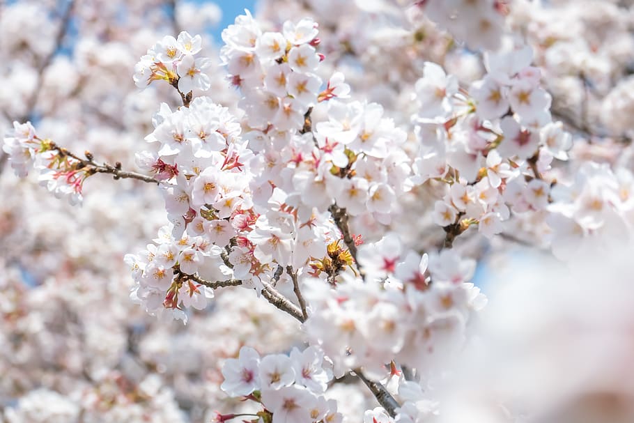 white cherry blossoms, plant, flower, spring, sakura, japan, bloom HD wallpaper