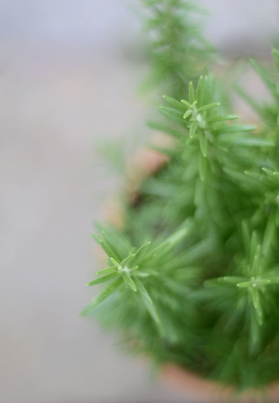 rosmary, plant, green color, selective focus, close-up, no people HD wallpaper