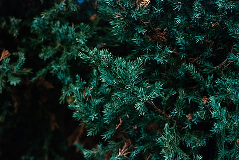 sweden, linköping, green, background, wallpaper, dark, texture HD wallpaper