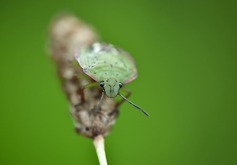 bug, true bug, insect, macro, animal themes, animal wildlife HD wallpaper