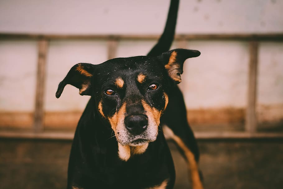 Close-Up Photo of Dog, animal, animal photography, blur, canidae, HD wallpaper