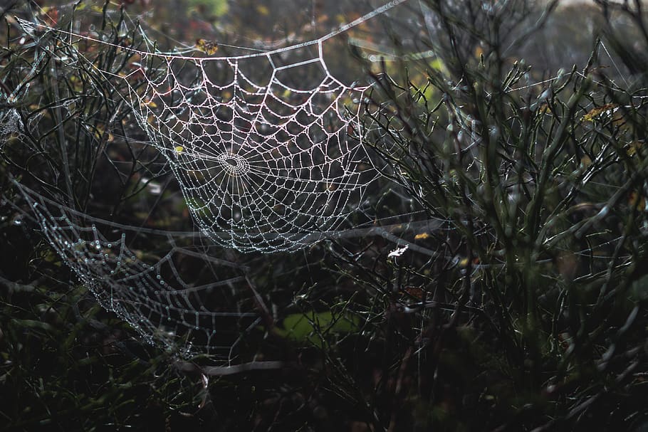 forest, cobweb, spider, hotel, nature, rosa, closeup, fragility HD wallpaper