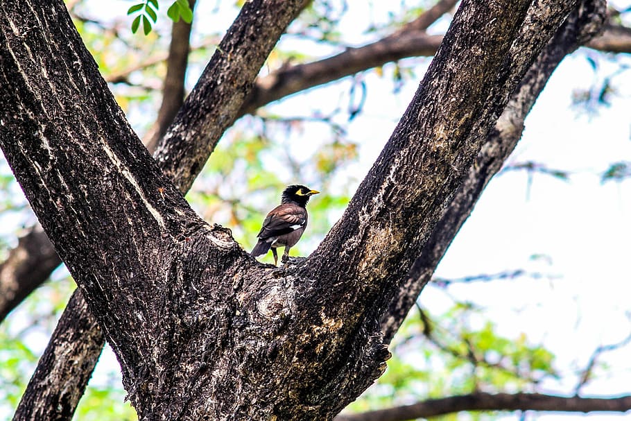 bird, tree, myna, nature, animals, tree trunk, animals in the wild HD wallpaper