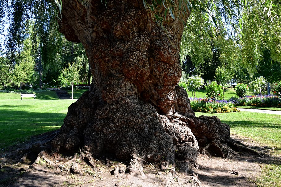 canada, toronto, plant, tree, nature, growth, grass, tree trunk HD wallpaper