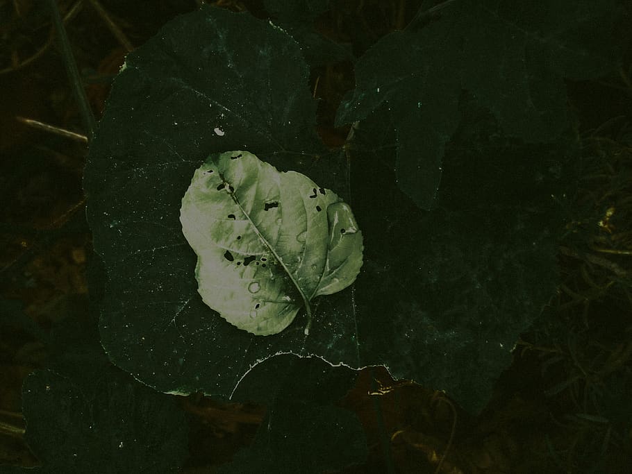 green leaf, plant part, beauty in nature, close-up, water, no people HD wallpaper
