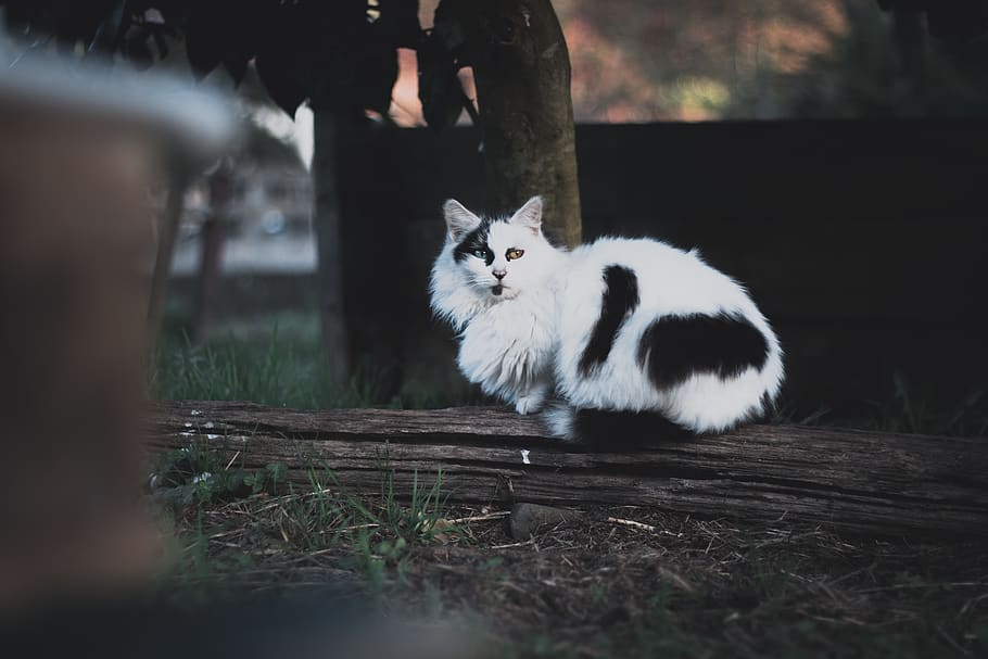 white cat on log, animal, pet, mammal, spain, manx, bakio, kitten HD wallpaper