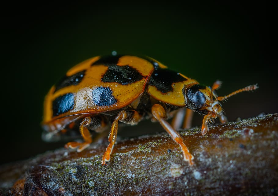 Brown And Black Bug, beetle, close-up, insect, ladybug, little HD wallpaper