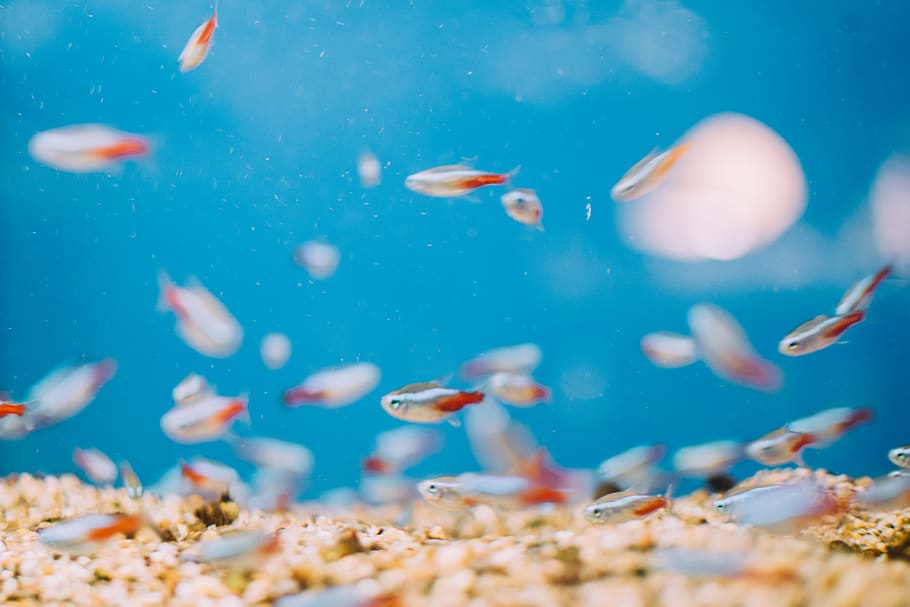 ukraine, melitopol', мелитополь, fish, bright, aquarium HD wallpaper