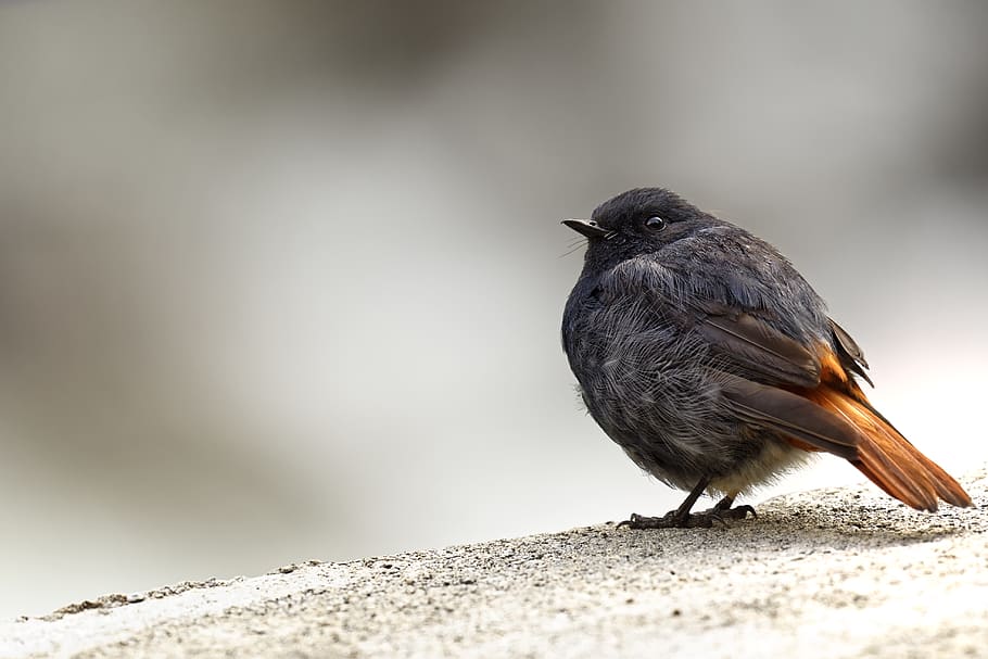black bird on brown surface, animal themes, one animal, animal wildlife HD wallpaper