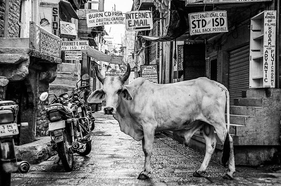 architecture, building, infrastructure, black and white, cow HD wallpaper