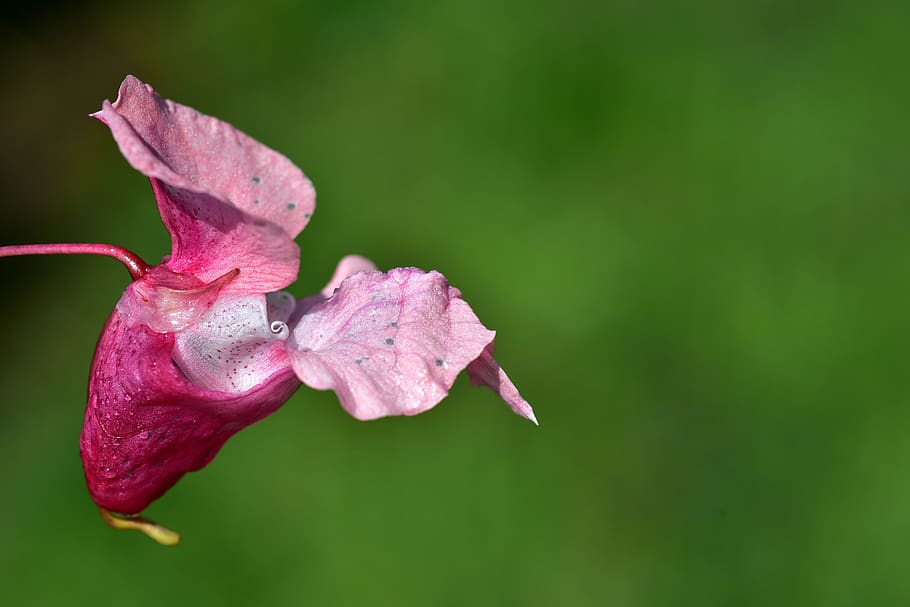 indian springkraut, blossom, bloom, pink, balsam, plant, wild flower HD wallpaper