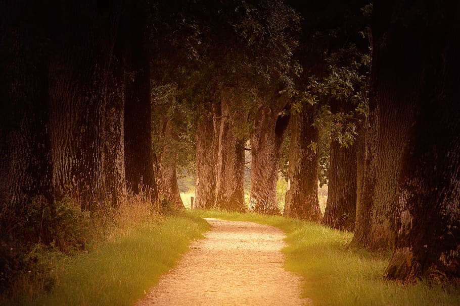light, forest, away, path, trees, autumn, orange, leaves, fall foliage HD wallpaper