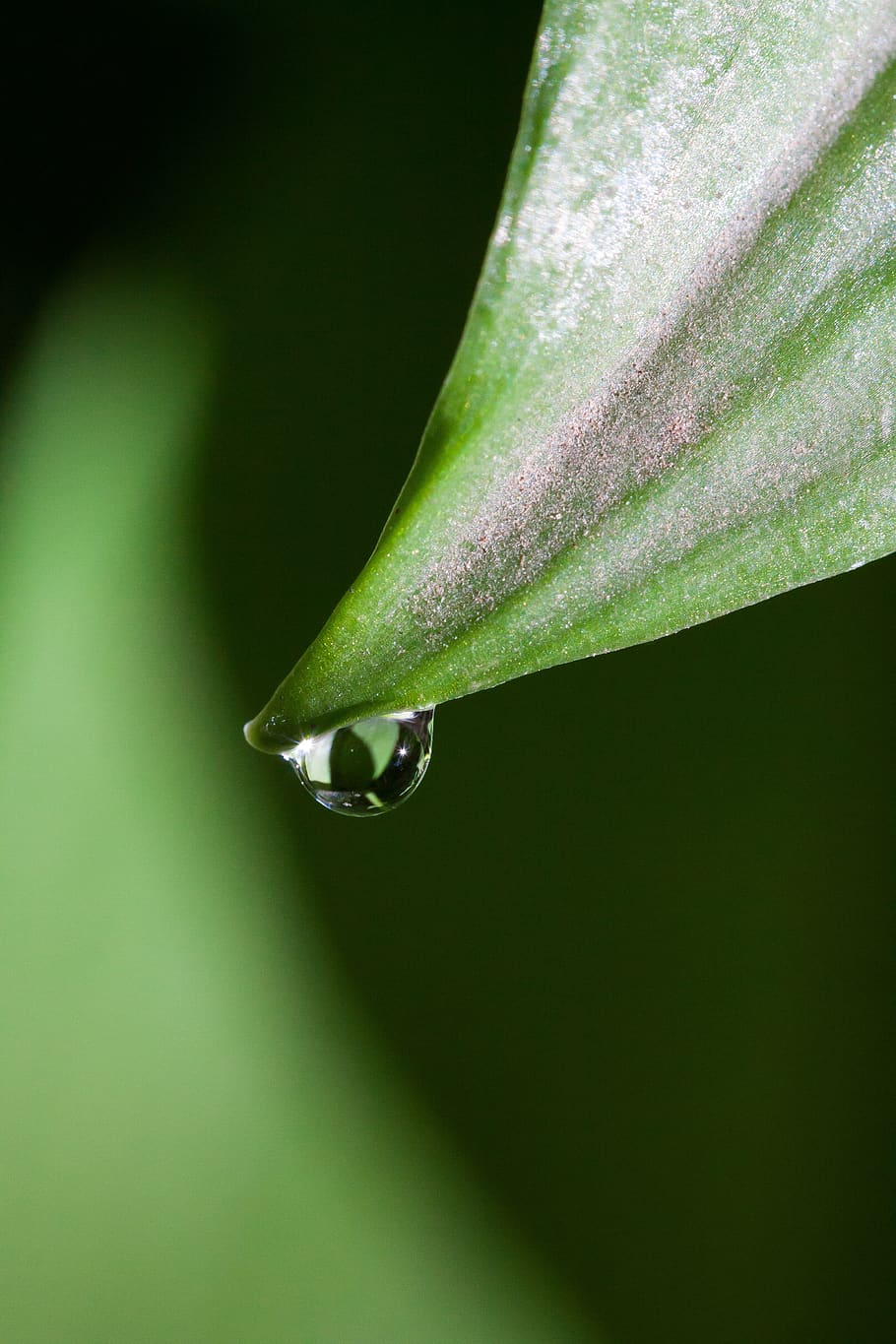 Green Leaf in Closeup Photography, blur, close-up, dew, dewdrop HD wallpaper