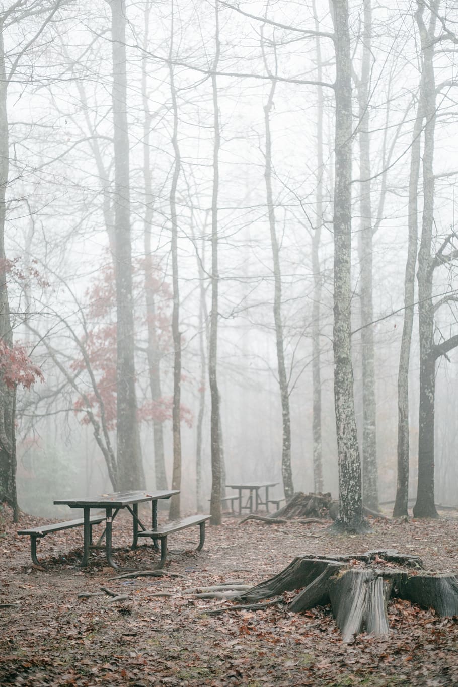 park surrounded with fogs, tree, plant, forest, land, tranquility HD wallpaper