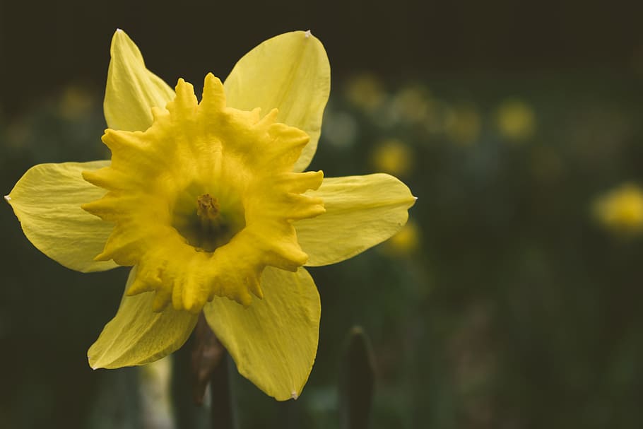 Close-up Photography of Daffodil Flower, bloom, blooming, blossom HD wallpaper