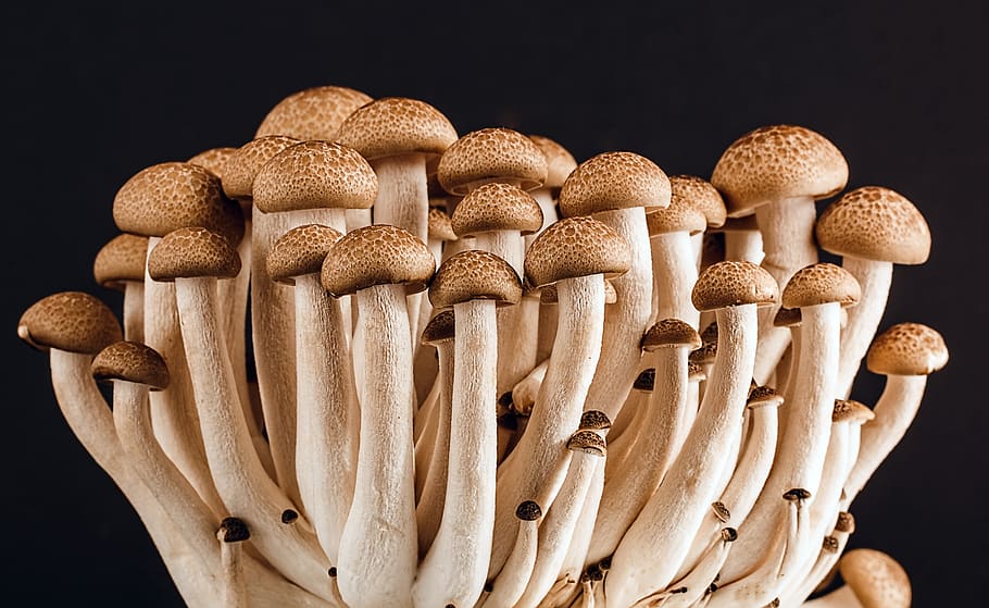 Brown Mushroom, Boletus, champignon, delicious, edible, food, HD wallpaper