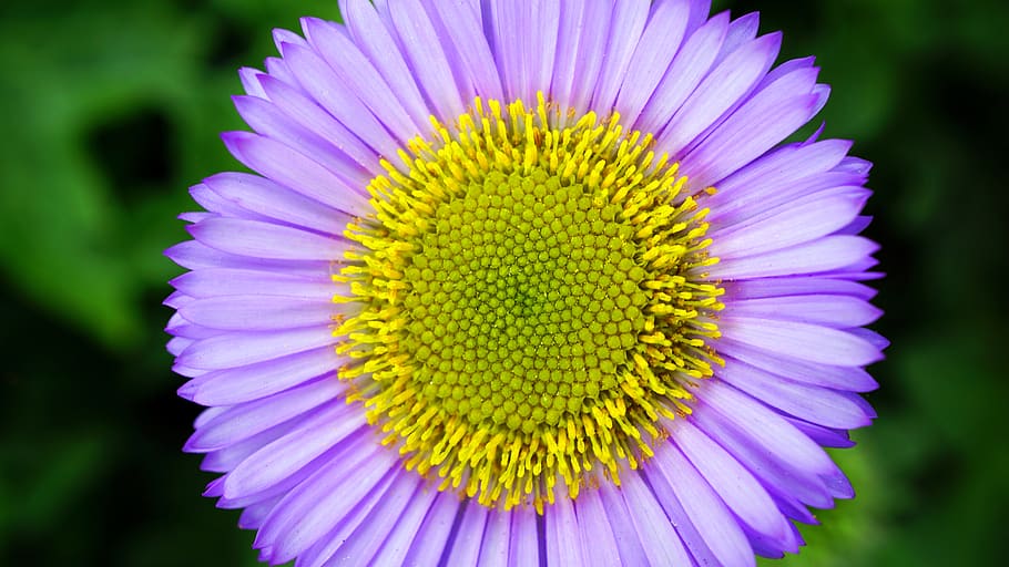 Micro Photography Purple and Yellow Flower, bloom, blossom, close-up HD wallpaper