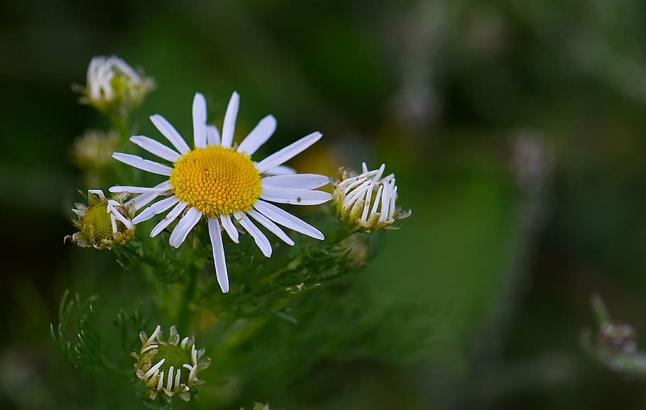 daisy, chamomile, flowers, flora, blossom, bloom, nature, summer, HD wallpaper