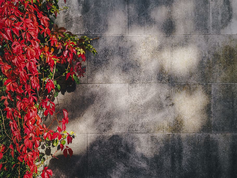 wall, red, flower, vineyard, nature, outdoor, plant, flowering plant HD wallpaper