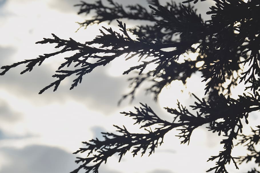 mexico, metepec, trees, light, sunlight, plant, sky, silhouette HD wallpaper