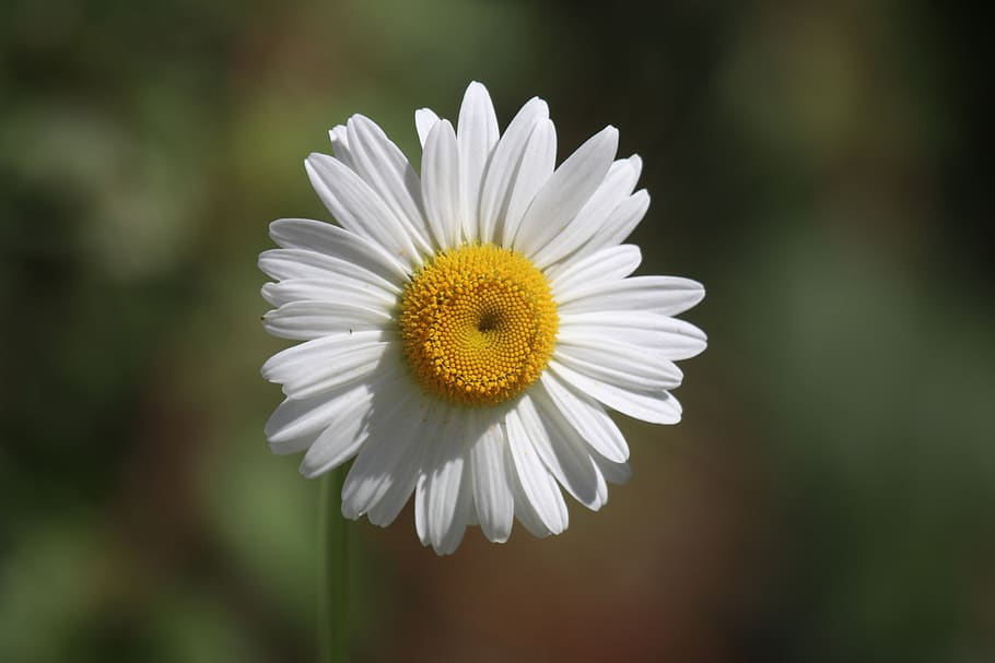 flowering plant, freshness, vulnerability, fragility, petal HD wallpaper