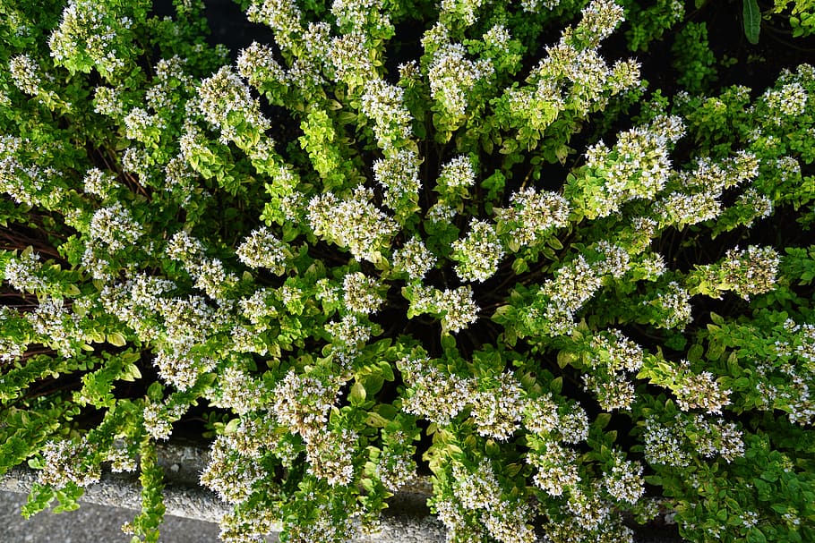 herb, garden, green, summer, flora, fragrance, peppermint, flower HD wallpaper