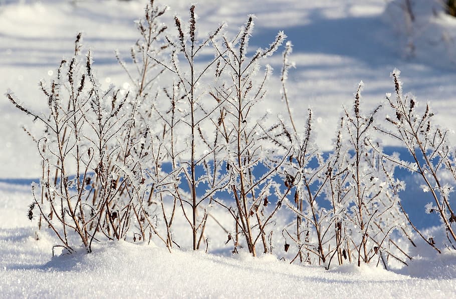 grass, frozen, ice, snow, winter, wild, nature, cold temperature HD wallpaper