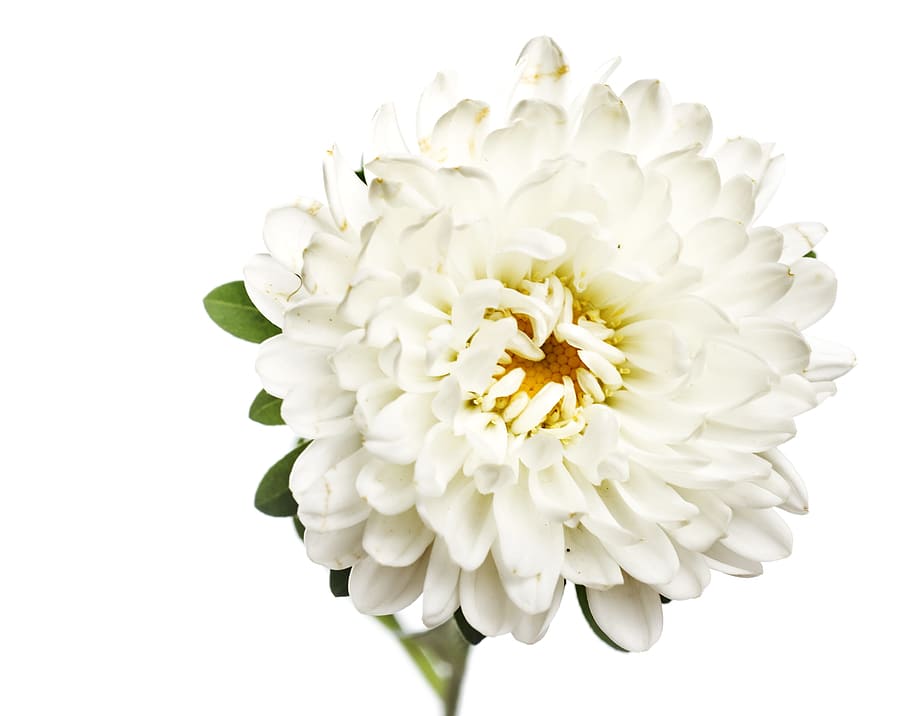 white, isolated, flower, closeup, detail, flora, floral, flores HD wallpaper