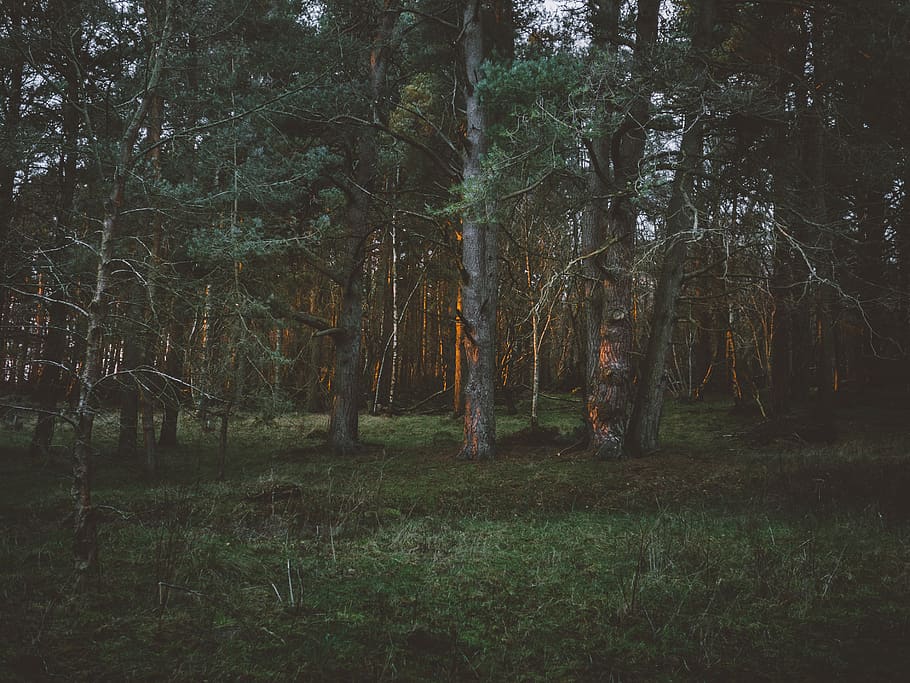 green grass surrounding trees, plant, tree trunk, fir, abies HD wallpaper