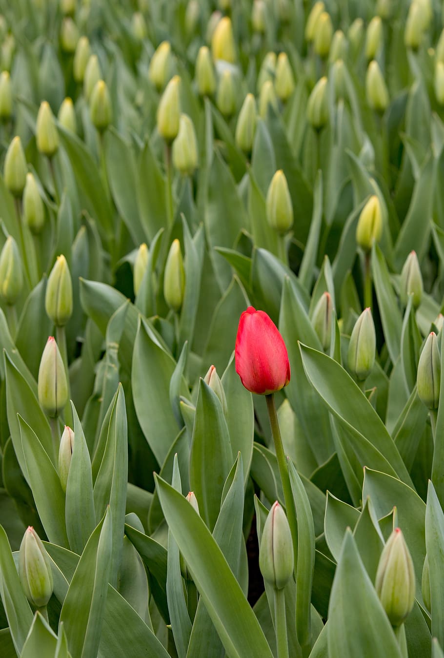 keukenhof, lisse, tulips, red, holland, flowers, garden, landscape, HD wallpaper