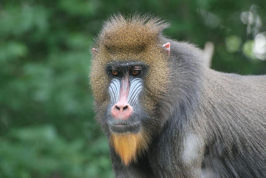 baboon, zoo, primate, animal themes, mammal, monkey, one animal HD wallpaper
